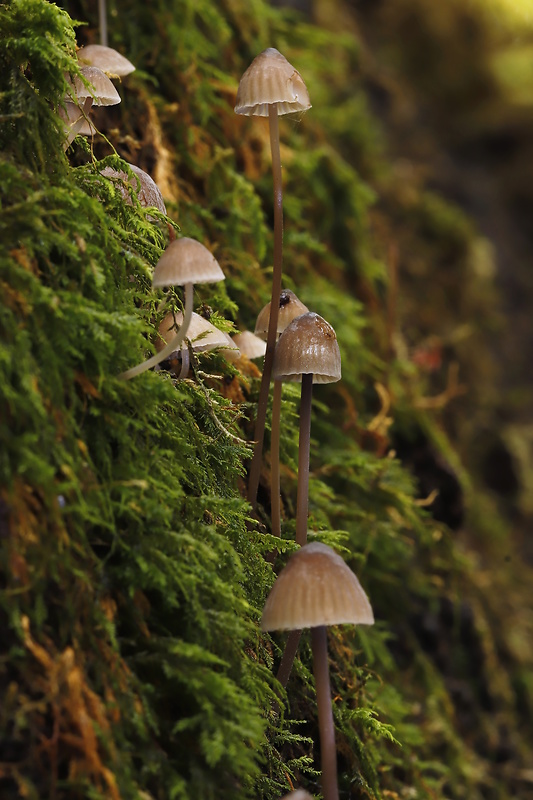 prilbička šafranová Mycena crocata (Schrad.) P. Kumm.