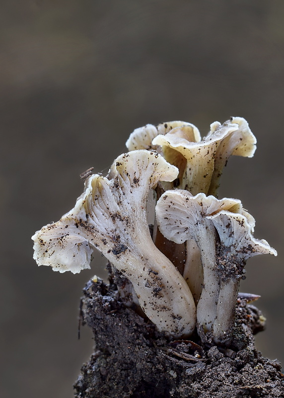 palievik kučeravý Pseudocraterellus undulatus (Pers.) Rauschert