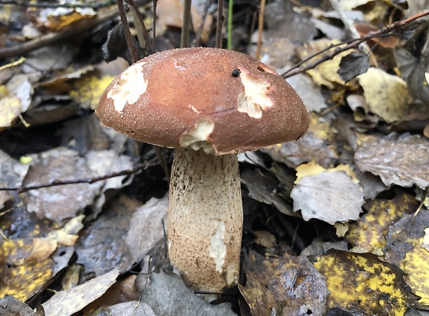 kozák osikový Leccinum albostipitatum den Bakker & Noordel.