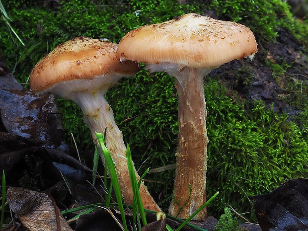 podpňovka obyčajná Armillaria mellea (Vahl) P. Kumm.