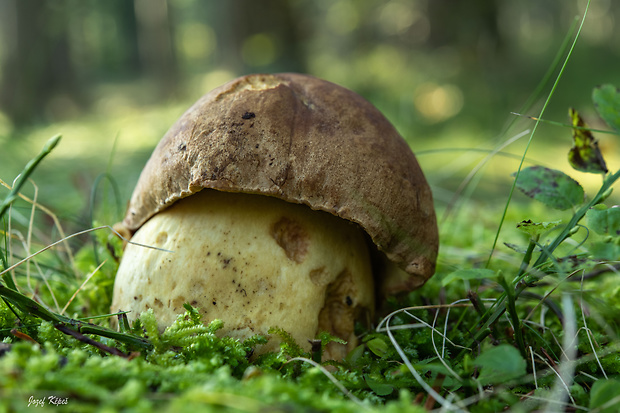 hríb horský Butyriboletus subappendiculatus (Dermek, Lazebn. & J. Veselský) D. Arora & J.L. Frank