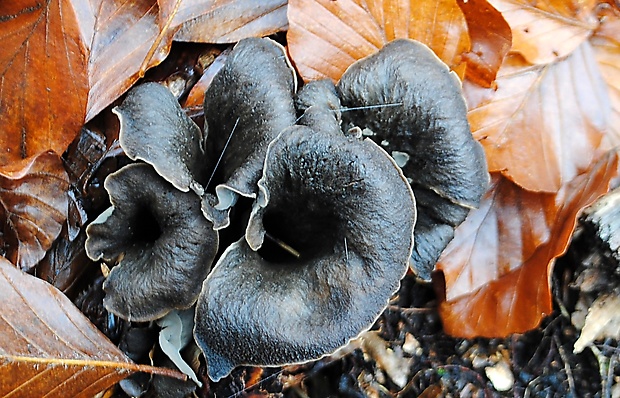 lievik trúbkovitý Craterellus cornucopioides (L.) Pers.