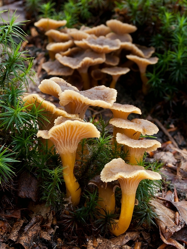 kuriatko lievikovité Craterellus tubaeformis (Fr.) Quél.