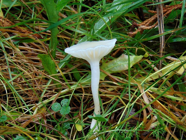 lúčnica snehobiela Cuphophyllus virgineus (Wulfen) Kovalenko