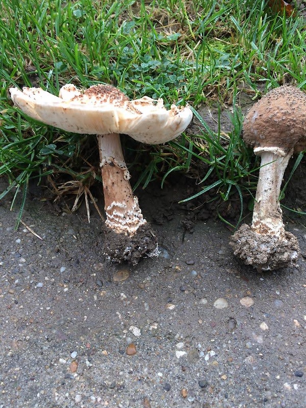 bedlička ostrošupinatá Echinoderma asperum (Pers.) Bon