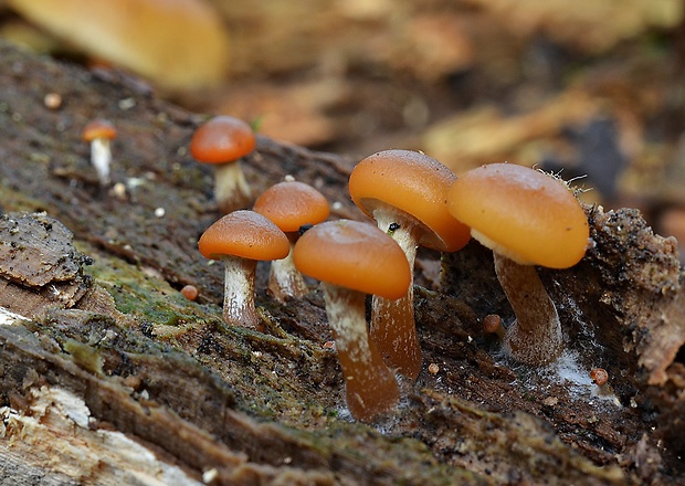 kapucňovka okrovohnedastá Galerina marginata (Batsch) Kühner