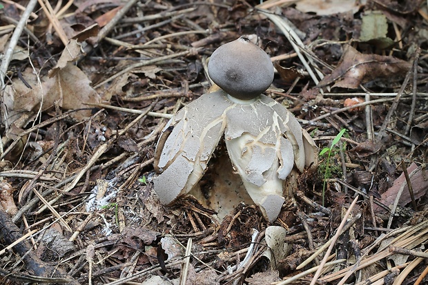 hviezdovka klenbová Geastrum fornicatum (Huds.) Hook.