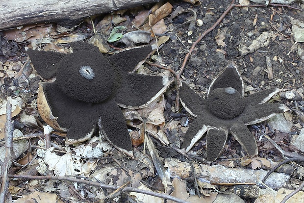 hviezdovka vlasatá Geastrum melanocephalum (Czern.) V.J. Staněk