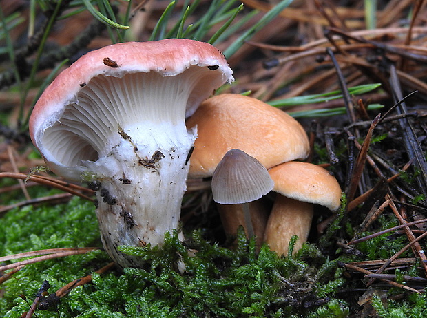 sliziak ružový Gomphidius roseus (Fr.) Oudem.