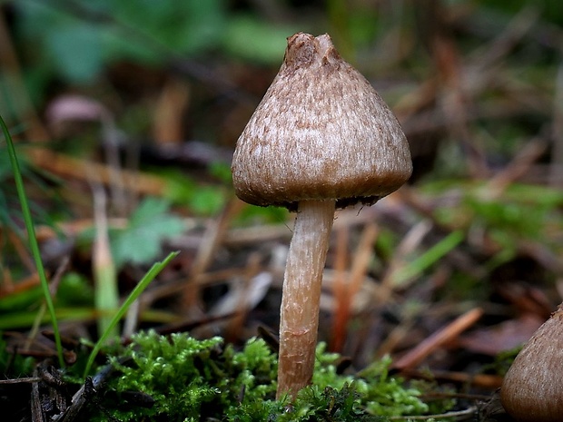 vláknica Inocybe sp.