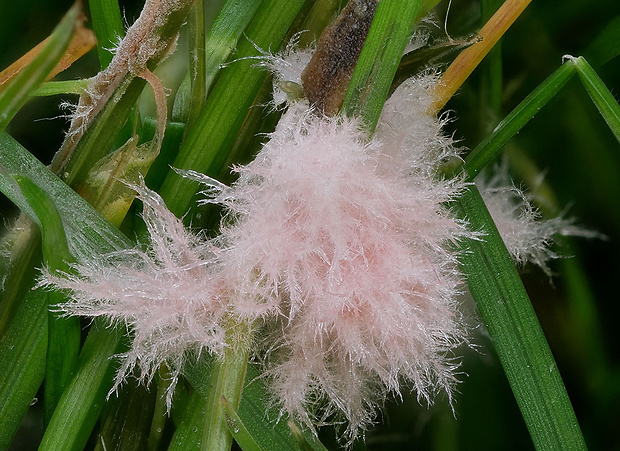 kôrnatka trávna Laetisaria fuciformis (Berk.) Burds.