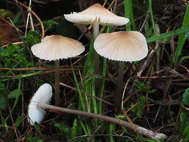 prilbička zefírová Mycena zephirus (Fr.) P. Kumm.