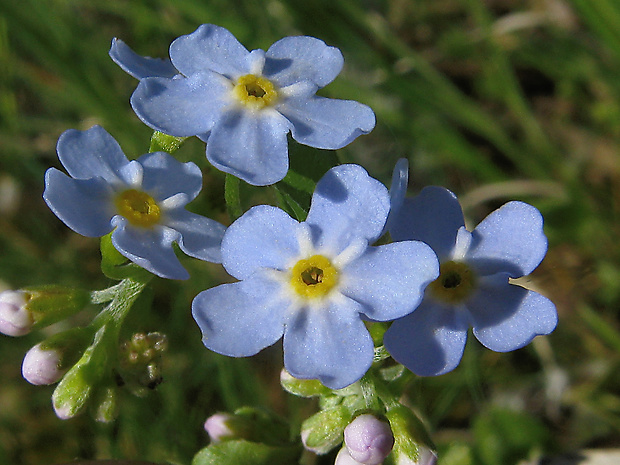 nezábudka málokvetá Myosotis laxiflora Rchb.