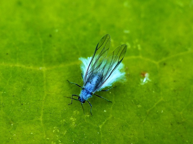 voška Phyllapis fagi