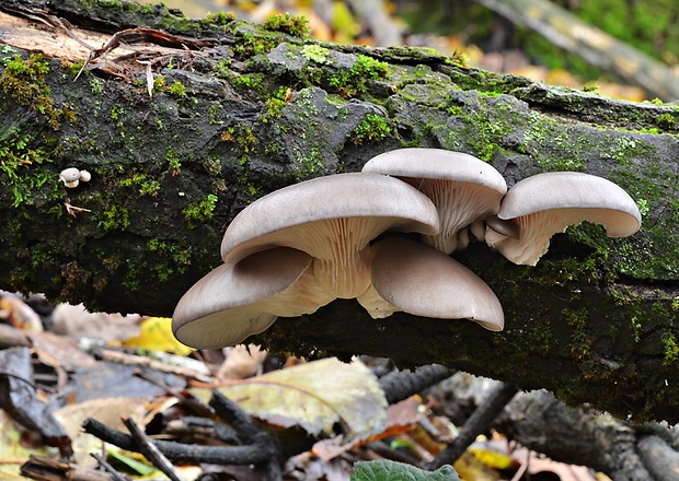 hliva ustricovitá Pleurotus ostreatus (Jacq.) P. Kumm.