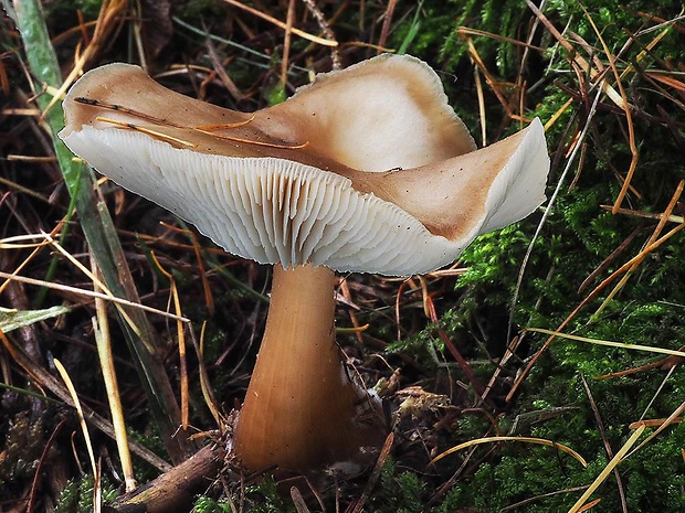 peniazovka maslová Rhodocollybia butyracea (Bull.) Lennox