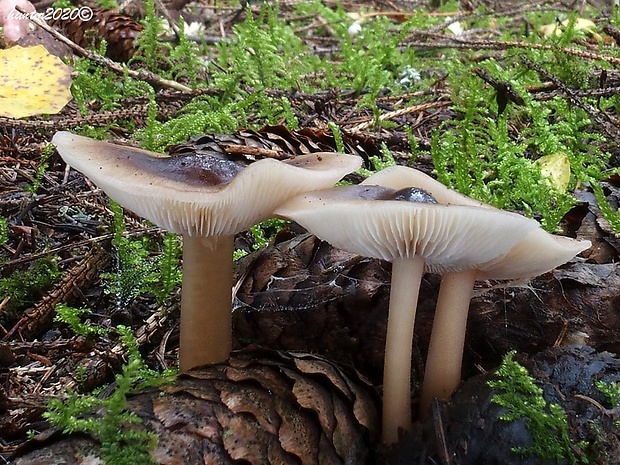 peniazovka maslová Rhodocollybia butyracea (Bull.) Lennox