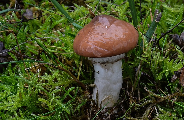 masliak obyčajný Suillus luteus (L.) Roussel