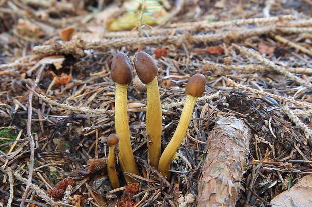 žezlovka hlavičkatá Tolypocladium capitatum (Holmsk.) Quandt, Kepler & Spatafora