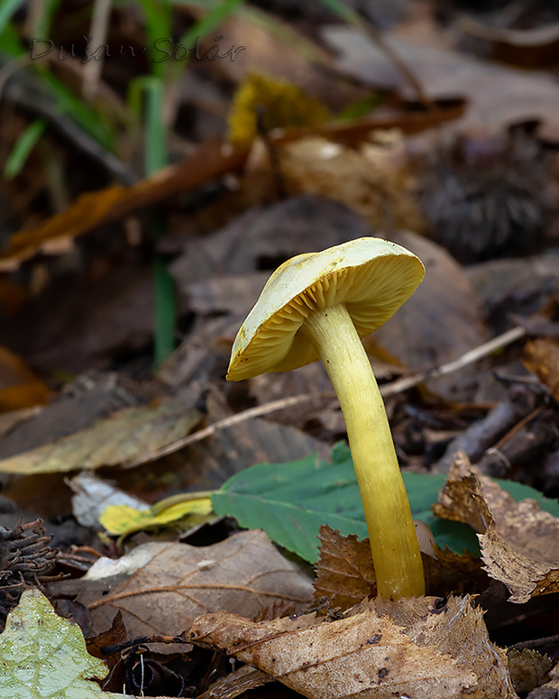 čírovka sírovožltá Tricholoma sulphureum (Bull.) P. Kumm.