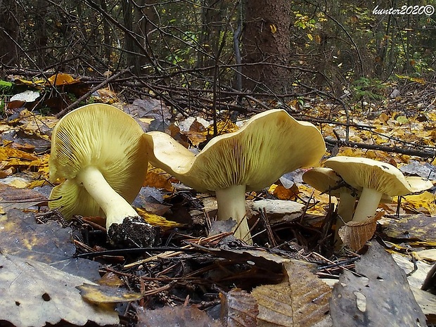 čírovka sírovožltá Tricholoma sulphureum (Bull.) P. Kumm.