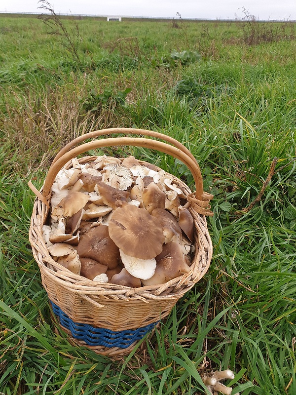 strmulec nakopený Lyophyllum decastes (Fr.) Singer