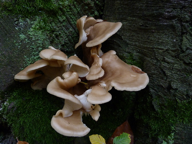 hliva buková Pleurotus pulmonarius (Fr.) Quél.