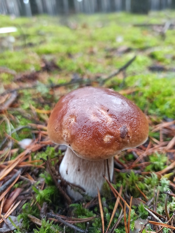 hríb smrekový Boletus edulis Bull.