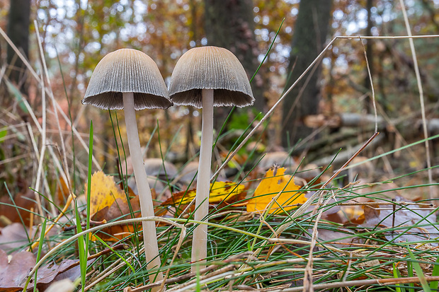 hnojník ligotavý Coprinellus micaceus (Bull.) Vilgalys, Hopple & Jacq. Johnson