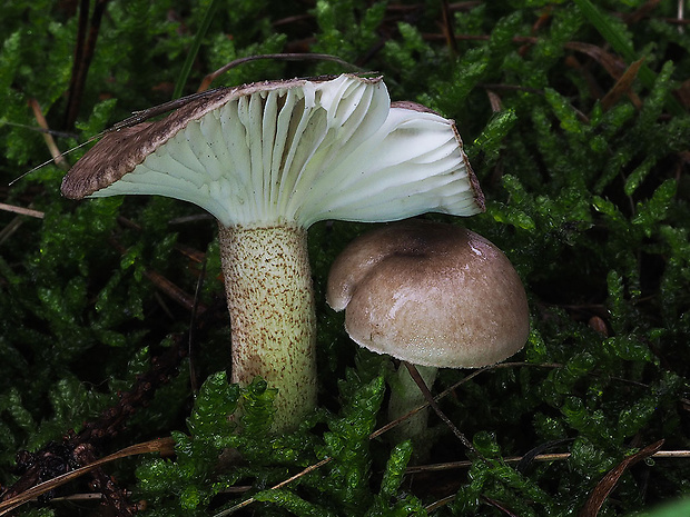 šťavnačka bodkovaná Hygrophorus pustulatus (Pers.) Fr.