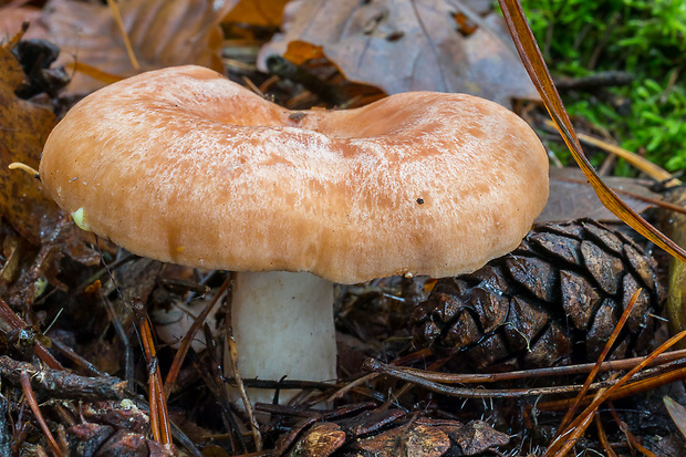 rýdzik žltomliečny Lactarius chrysorrheus Fr.