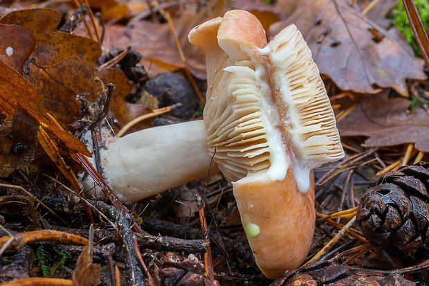 rýdzik žltomliečny Lactarius chrysorrheus Fr.