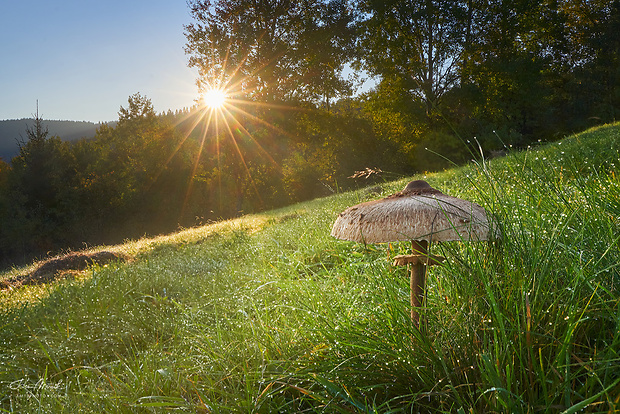 bedľa vysoká Macrolepiota procera (Scop.) Singer