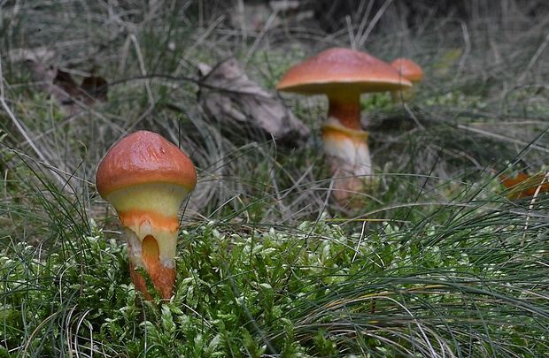 masliak smrekovcový Suillus grevillei (Klotzsch) Singer