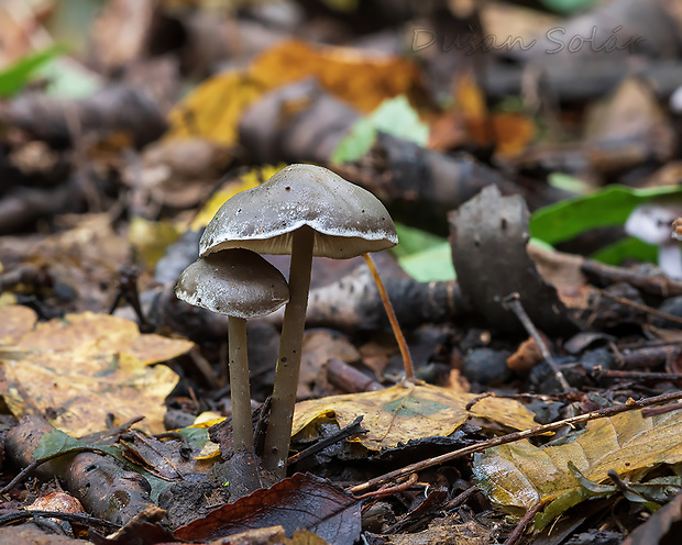 sivolupeňovka Tephrocybe rancida (Fr.) Donk