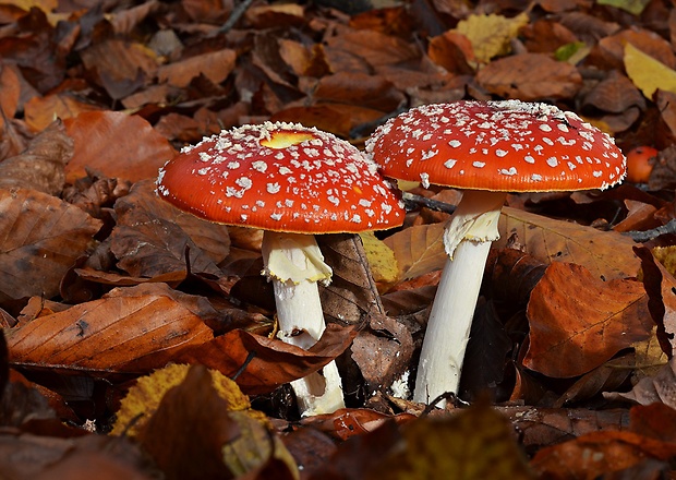 muchotrávka červená Amanita muscaria (L.) Lam.