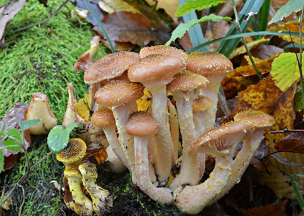 podpňovka žltá Armillaria gallica Marxm. & Romagn.