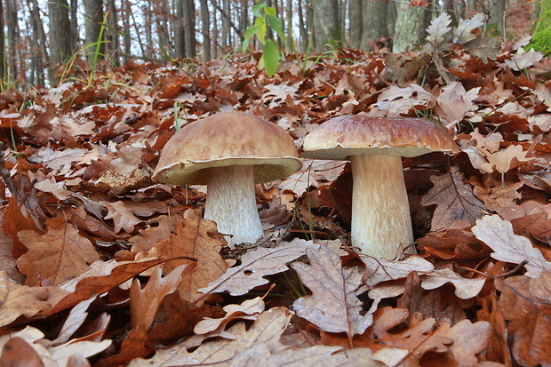 hríb smrekový Boletus edulis Bull.