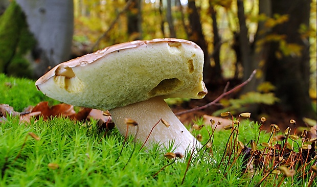 hríb smrekový Boletus edulis Bull.