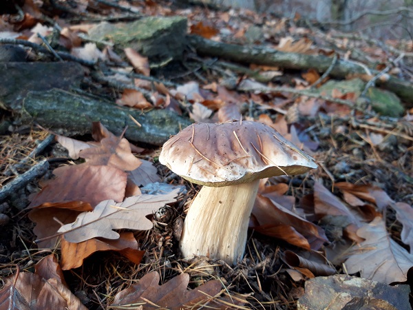 hríb smrekový Boletus edulis Bull.