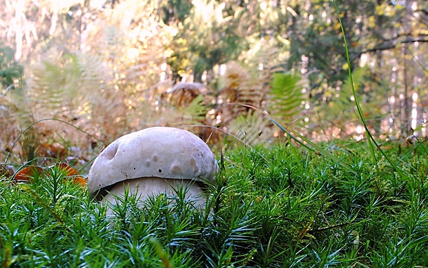 hríb sosnový Boletus pinophilus Pil. et Dermek in Pil.