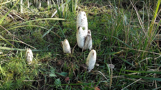 hnojník obyčajný Coprinus comatus (O.F. Müll.) Pers.