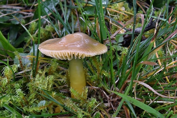 lúčnica žltozelená Gliophorus psittacinus (Schaeff.) Herink