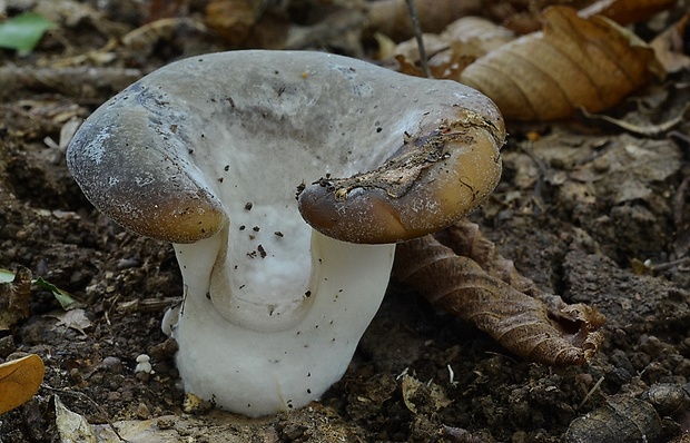 lastúrka lopatkovitá Hohenbuehelia petaloides (Bull.) Schulzer