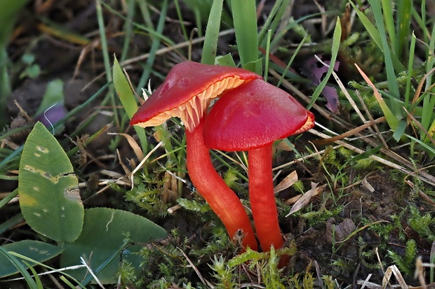 lúčnica šarlátová Hygrocybe coccinea (Schaeff.) P. Kumm.