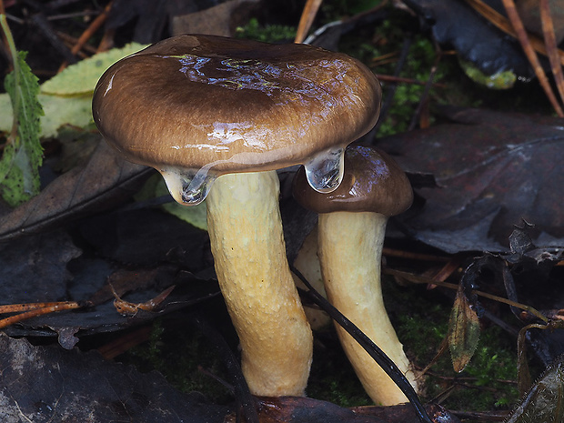 šťavnačka mrazová Hygrophorus hypothejus (Fr.) Fr.