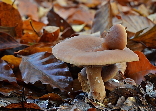 rýdzik sladkastý Lactarius subdulcis (Pers.) Gray