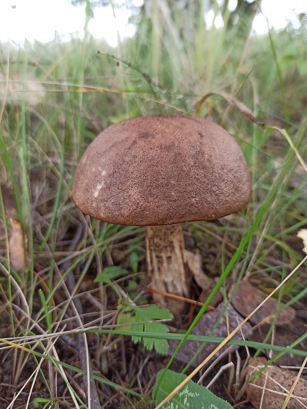 kozák brezový Leccinum scabrum (Bull.) Gray