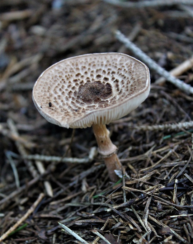 bedlička čiernošupinatá Lepiota felina (Pers.) P. Karst.