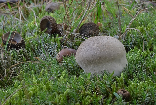 prášnica Lycoperdon sp.